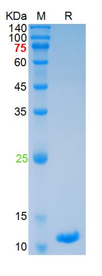 Recombinant mouse IFN Gamma pr