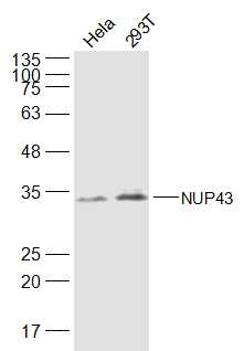 NUP43 Rabbit pAb(bs-19545R)-50