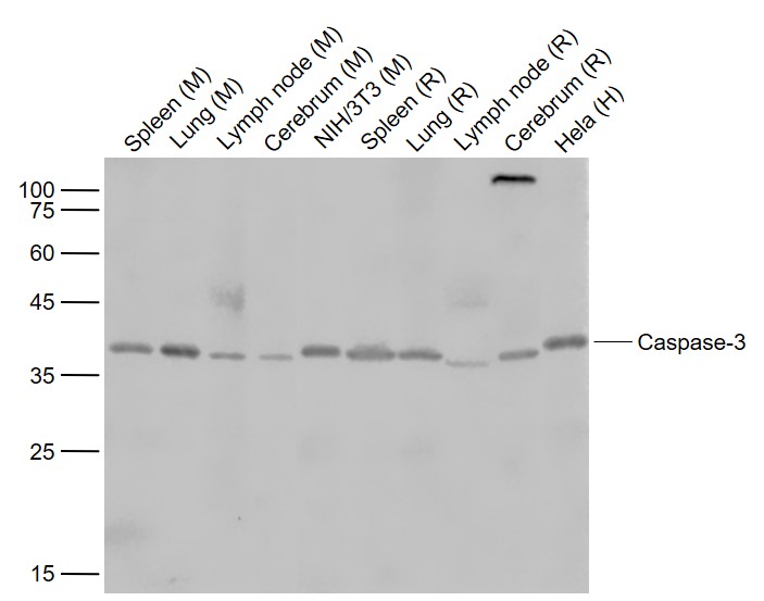 Caspase 3 precursor Rabbit pAb