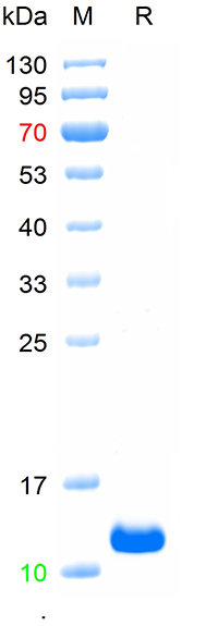 Recombinant human TGF-Beta 1 p