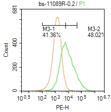 LRFN4 Rabbit pAb(bs-11089R)-50