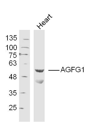 AGFG1 Rabbit pAb(bs-8072R)-50u