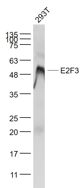 E2F3 Rabbit pAb(bs-21439R)-50u
