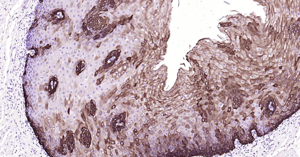 产品细节图片11