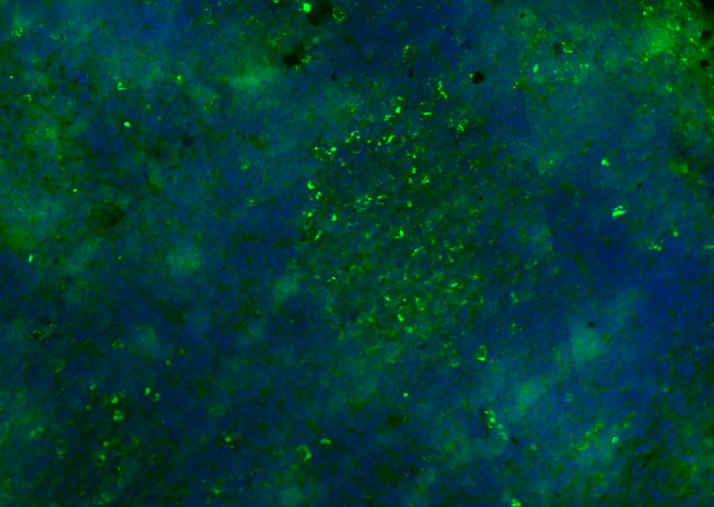 CD8B Rabbit pAb(bs-4914R)-50ul