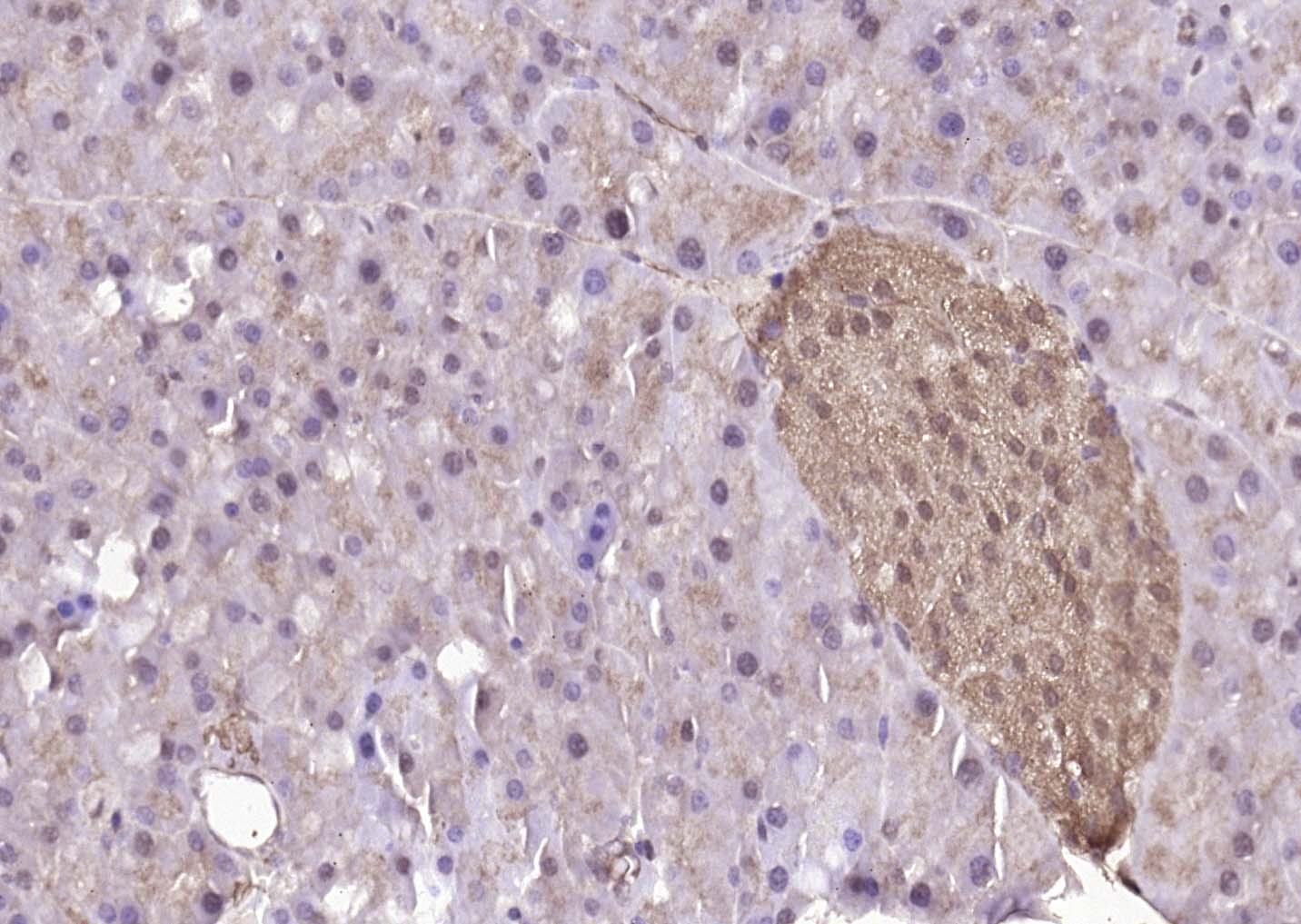 DUSP10 Rabbit pAb(bs-13035R)-5