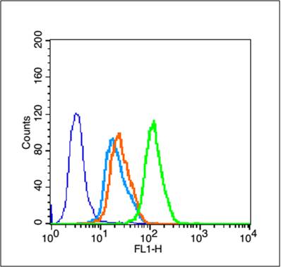 Cyclin D1 Rabbit pAb(bs-20596R