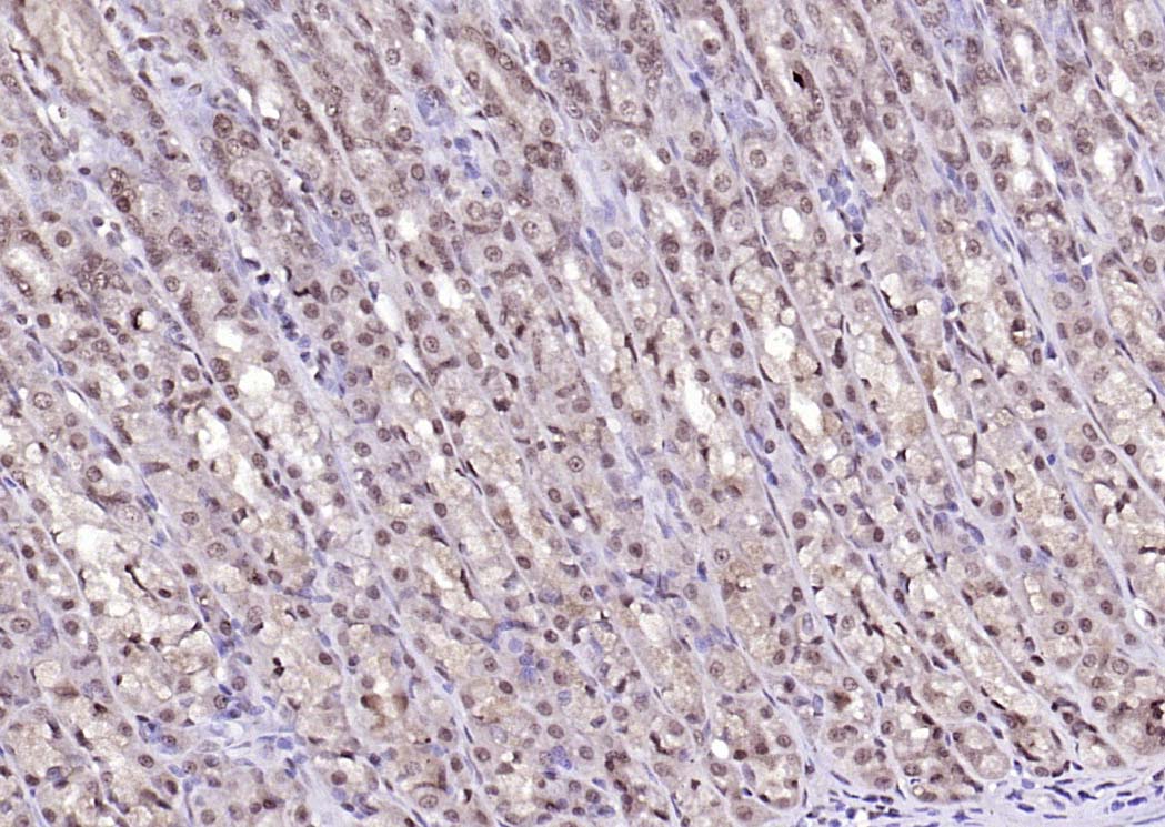 LSM3 Rabbit pAb(bs-18428R)-50u