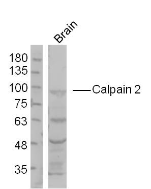 Calpain 2 Rabbit pAb(bs-1599R)