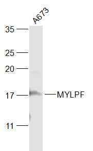 MYLPF Rabbit pAb(bs-5159R)-50u