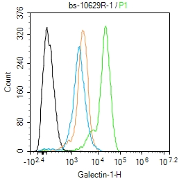 Galectin-1 Rabbit pAb(bs-10629