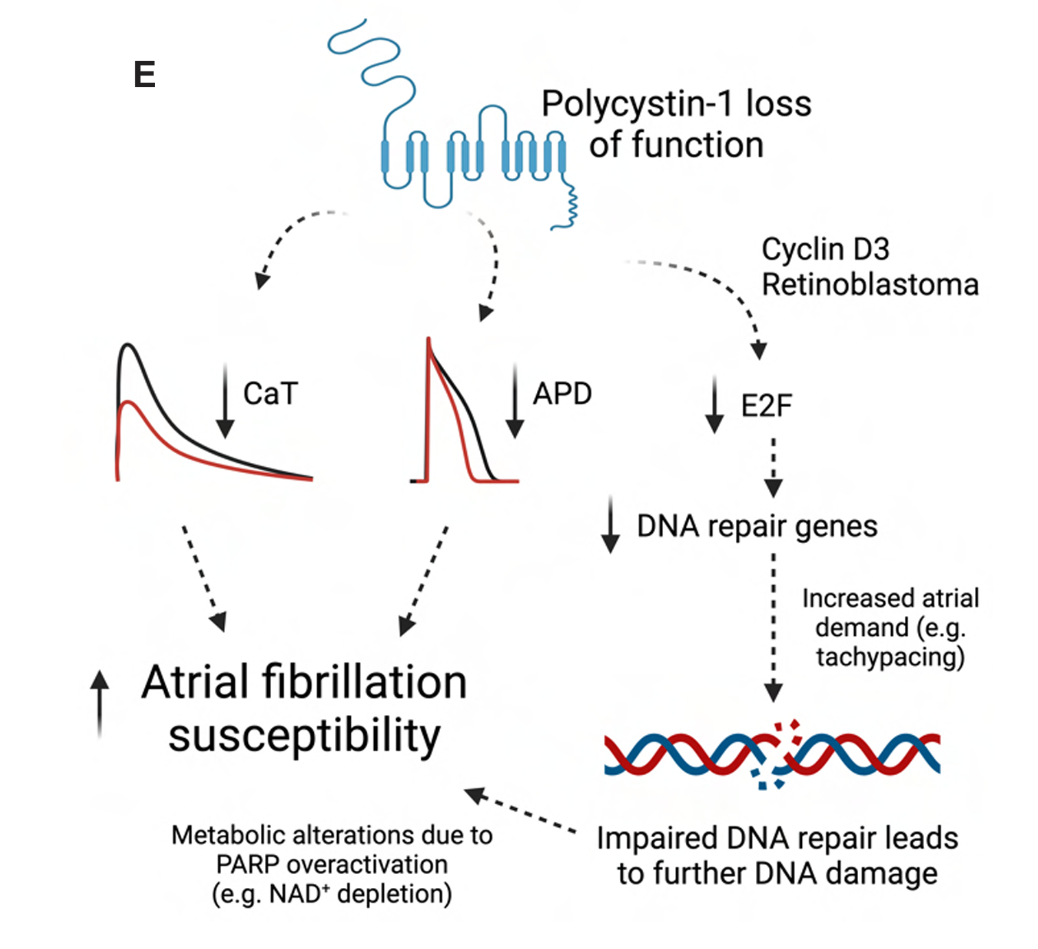MED64平面微电极矩阵记录系统文章分享,侯斯顿大学，康奈尔大学等多国联合研究团队发表名为Polycystin-1 loss of function increases susceptibility to atrial fibrillation through impaired DNA damage response