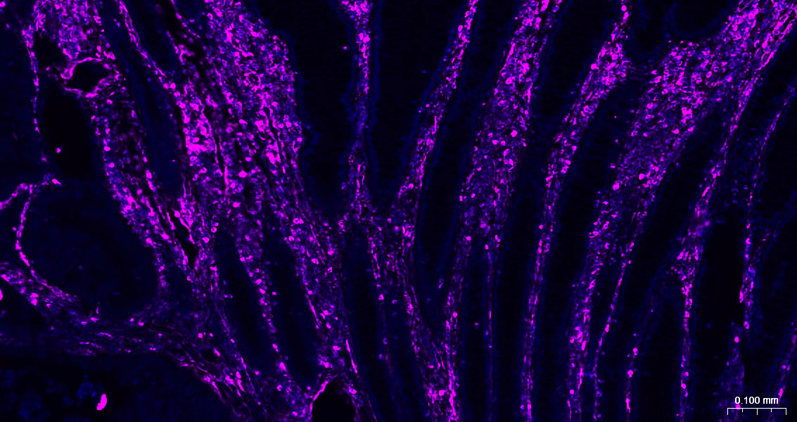 Vimentin Mouse mAb(bsm-33170M)