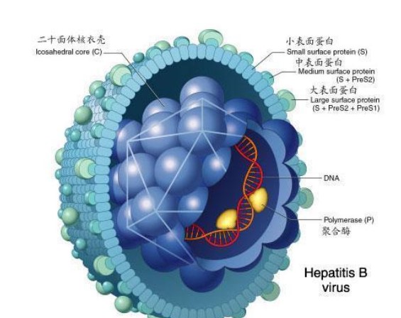 乙型肝炎表面抗体（抗 - HBs）技术层面解析