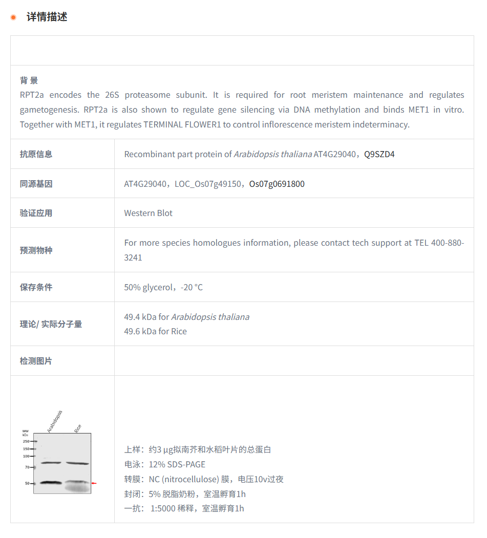 【植物抗体】Anti-RPT2A/ 26S proteaso