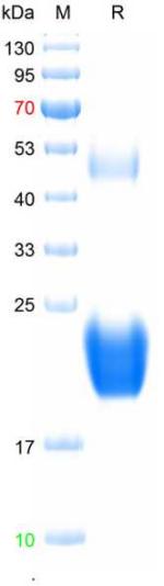 Recombinant human IL-6 protein