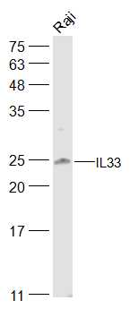 IL33 Rabbit pAb(bs-2208R)-50ul