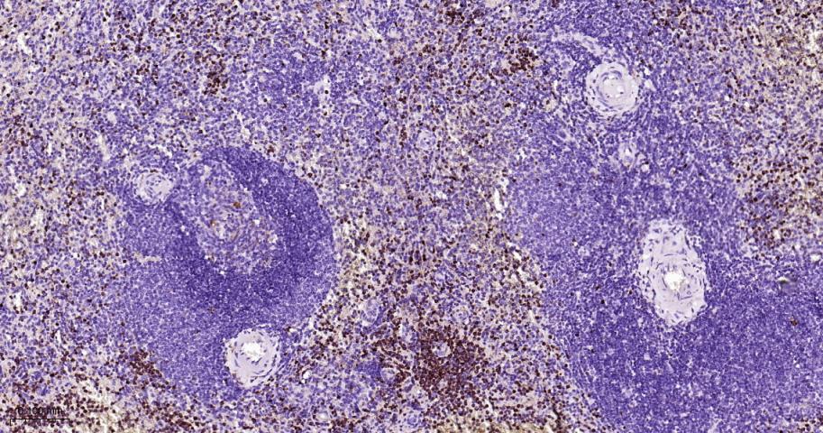 CD63 Mouse mAb(bsm-43117M)-50u