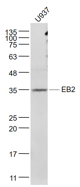 EB2 Rabbit pAb(bs-7837R)-50ul/