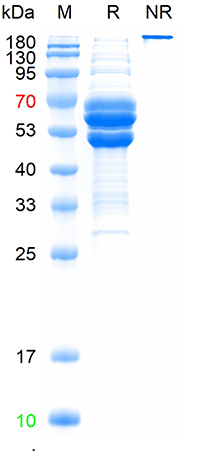 Bovine Fibrinogen (from plasma