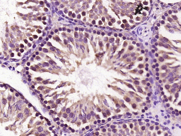 CYP1A1 Rabbit pAb(bs-1606R)-50