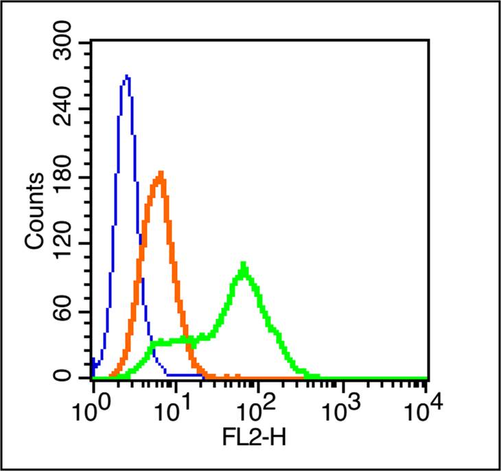 Cytokeratin 1 Rabbit pAb(bs-12
