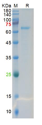 Recombinant SARS-Cov-2 Spike S