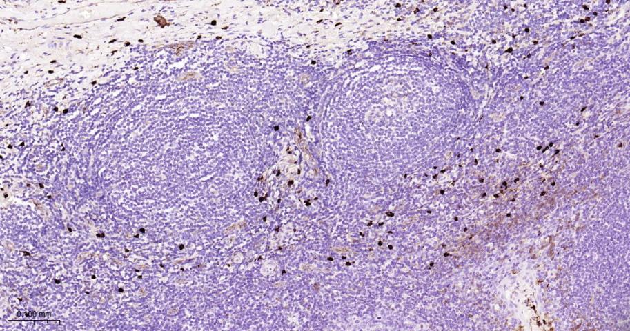 CD63 Mouse mAb(bsm-43117M)-50u