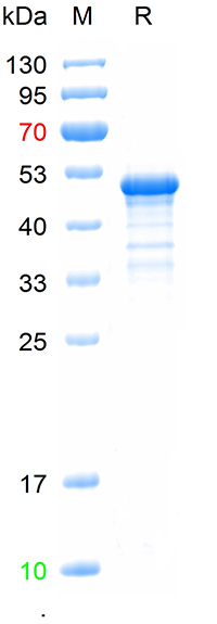 Recombinant human Neurofascin 