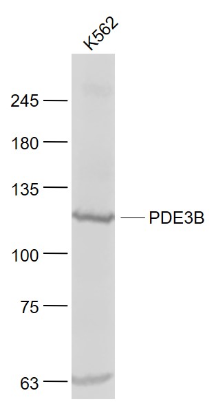 PDE3B Rabbit pAb(bs-8621R)-50u
