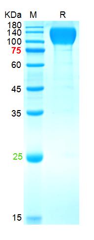 Recombinant SARS-Cov-2 Spike S