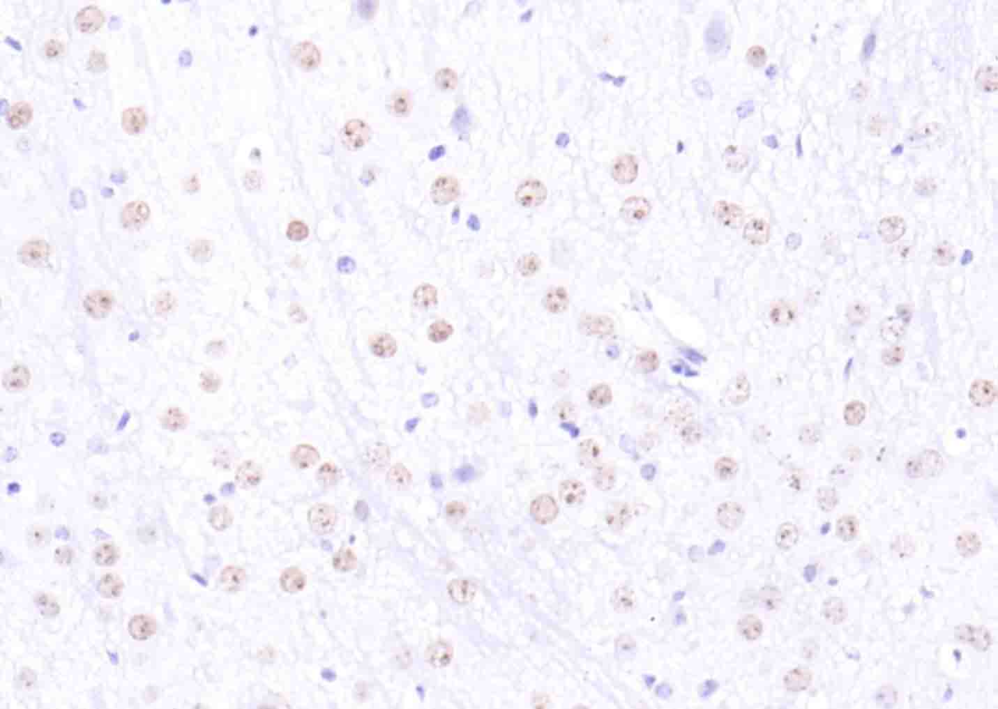 H2AX Rabbit pAb(bs-2560R)-50ul