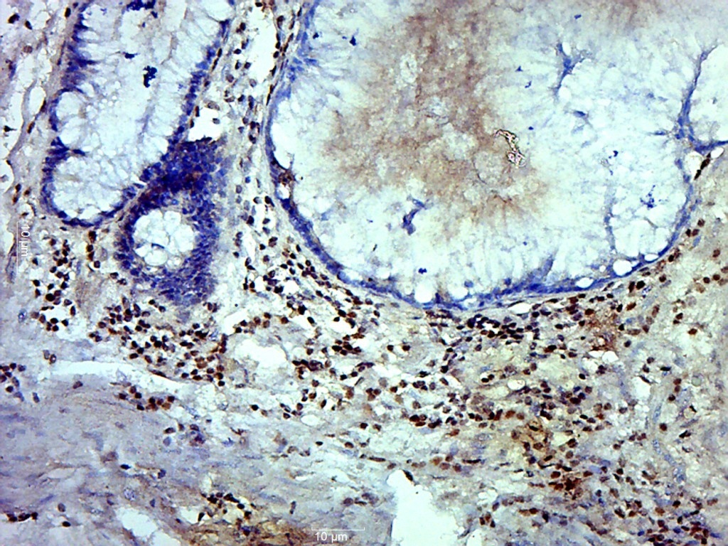 MRFAP1L1 Rabbit pAb(bs-17755R)