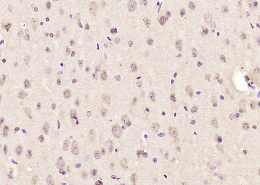 FKBP1A Rabbit pAb(bs-7450R)-50