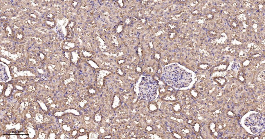 EEF1A1 Recombinant Rabbit mAb(