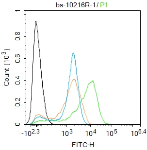 SOD1 Rabbit pAb(bs-10216R)-50u