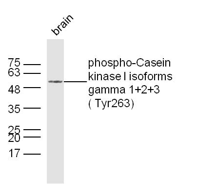 phospho-CSNK1G 1+2+3 ( Tyr263)