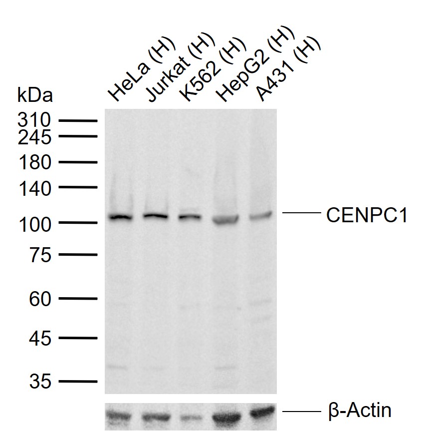 CENPC1 Rabbit pAb(bs-15555R)-5