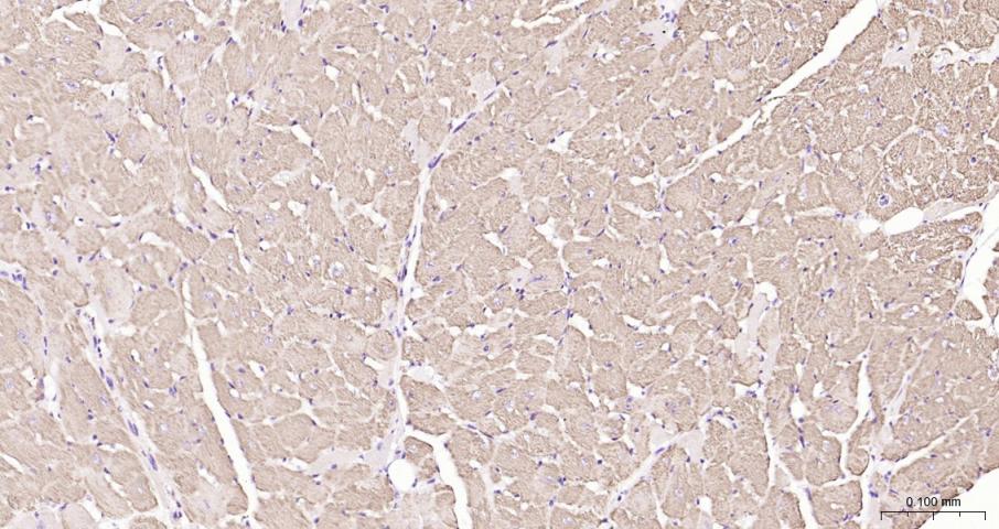 Cytochrome C Rabbit pAb(bs-001