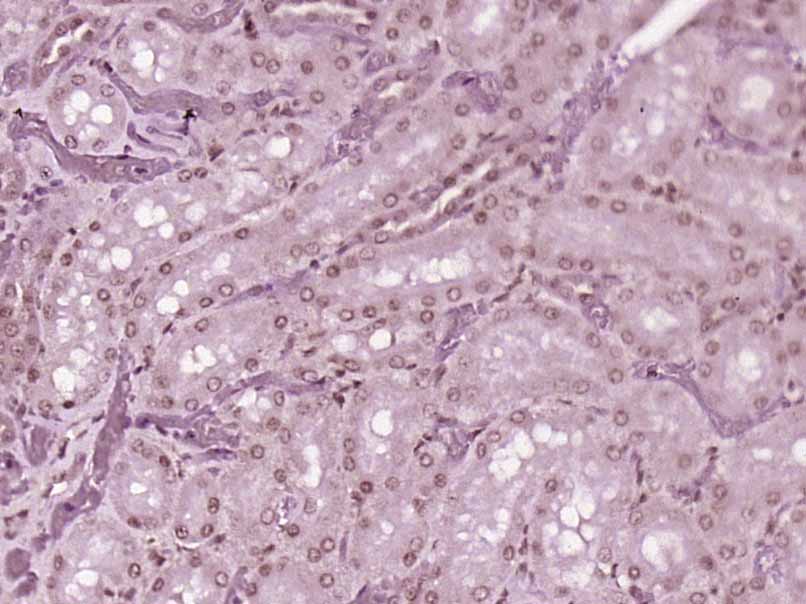 USP15 Rabbit pAb(bs-8752R)-50u