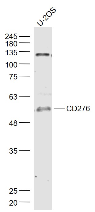 B7-H3/CD276 Rabbit pAb(bs-1101