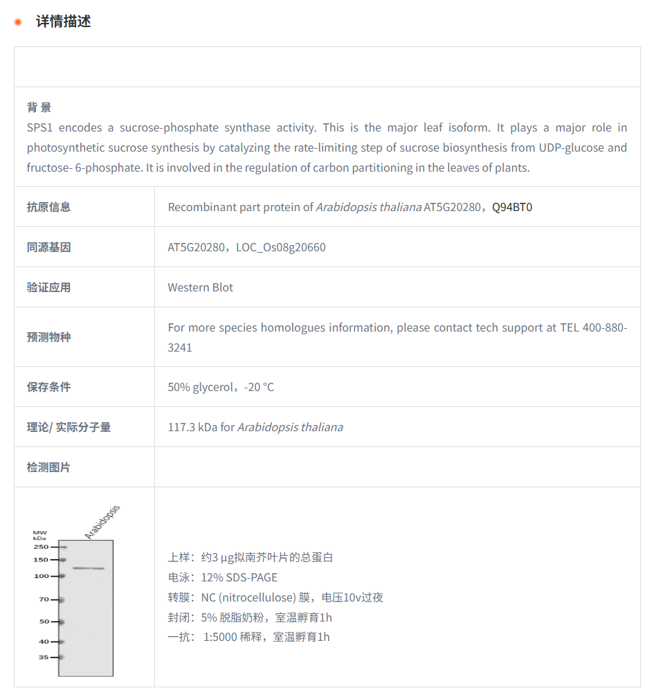 【植物抗体】Anti-SPS1/ Sucrose-phosp