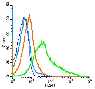 CD48 Rabbit pAb(bs-2497R)-50ul