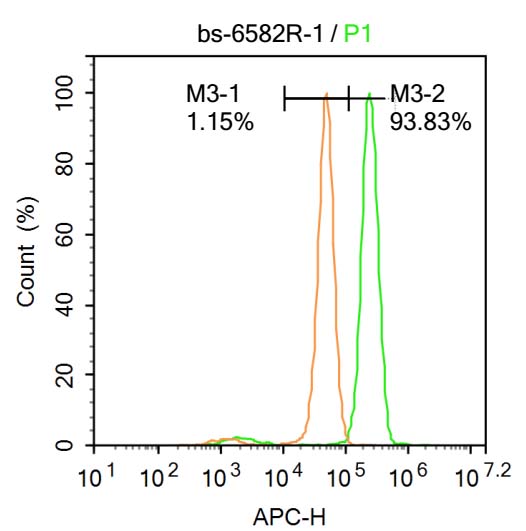 RNA polymerase II CTD repeat Y