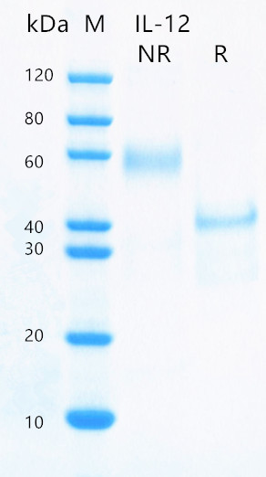 Recombinant human IL-12 protei