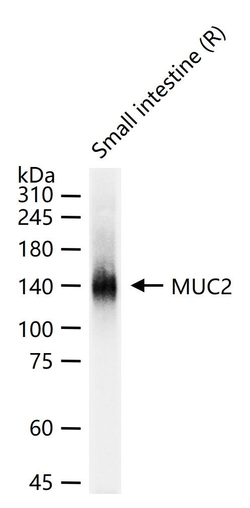 MUC2 Rabbit pAb(bs-1993R)-50ul