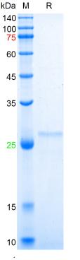 Recombinant human Ferritin Lig