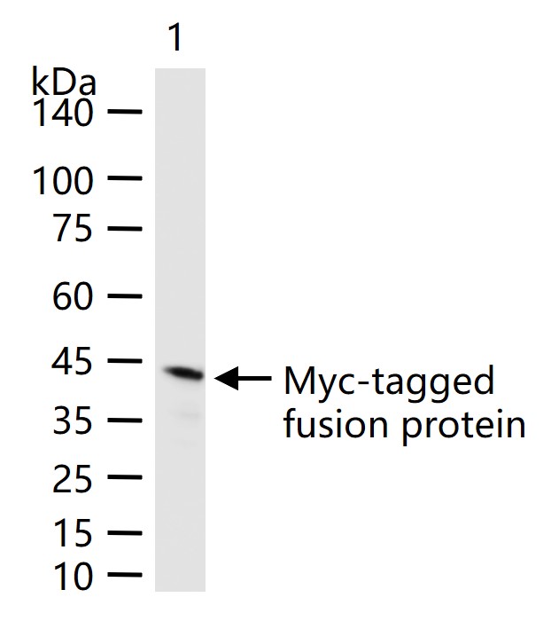 Myc tag Mouse mAb(bsm-33148M)-
