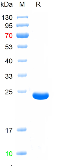 Recombinant mouse ABCB11 prote