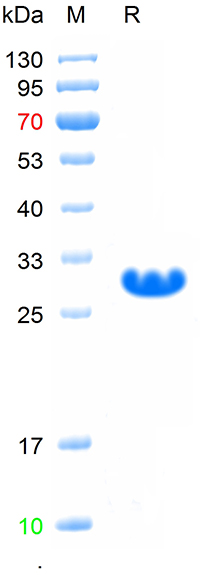Recombinant mouse LRP2 protein